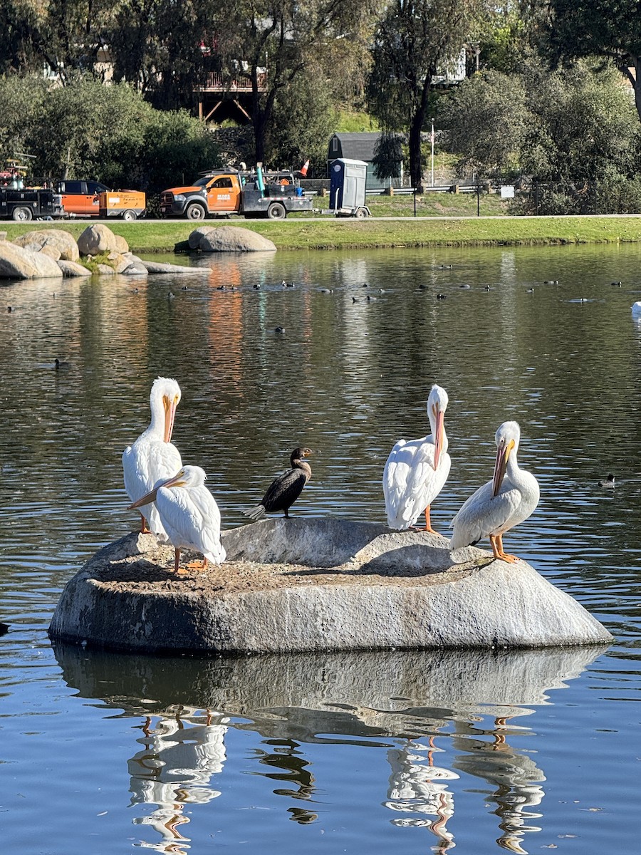 American White Pelican - ML645860257