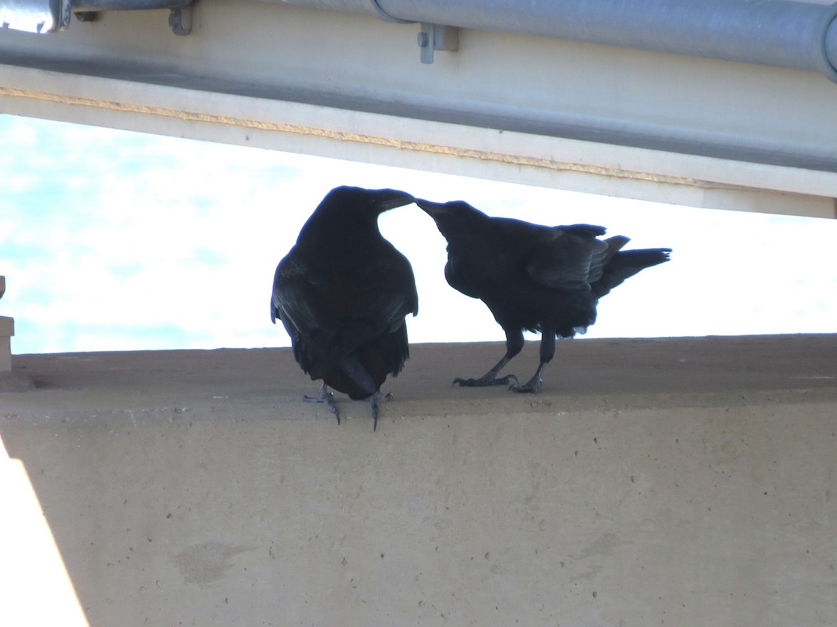 Corvo imperiale - ML645860260