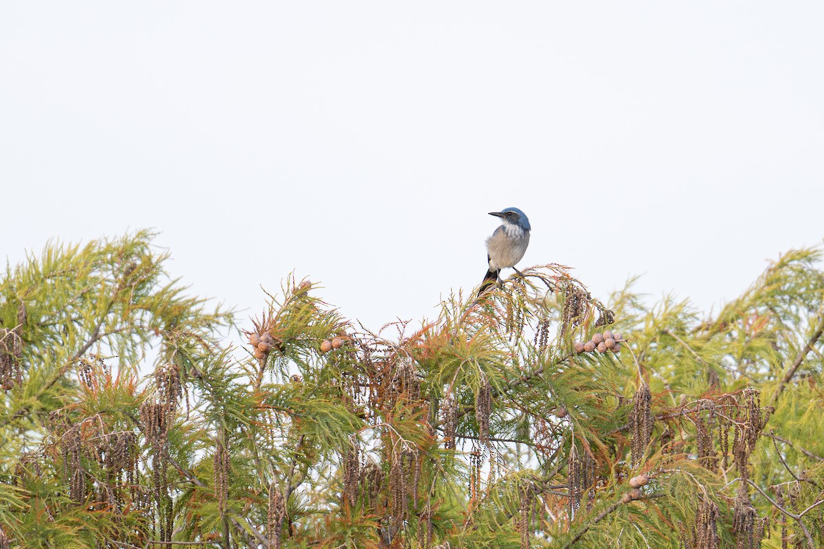 Woodhouse's Scrub-Jay - ML645860262