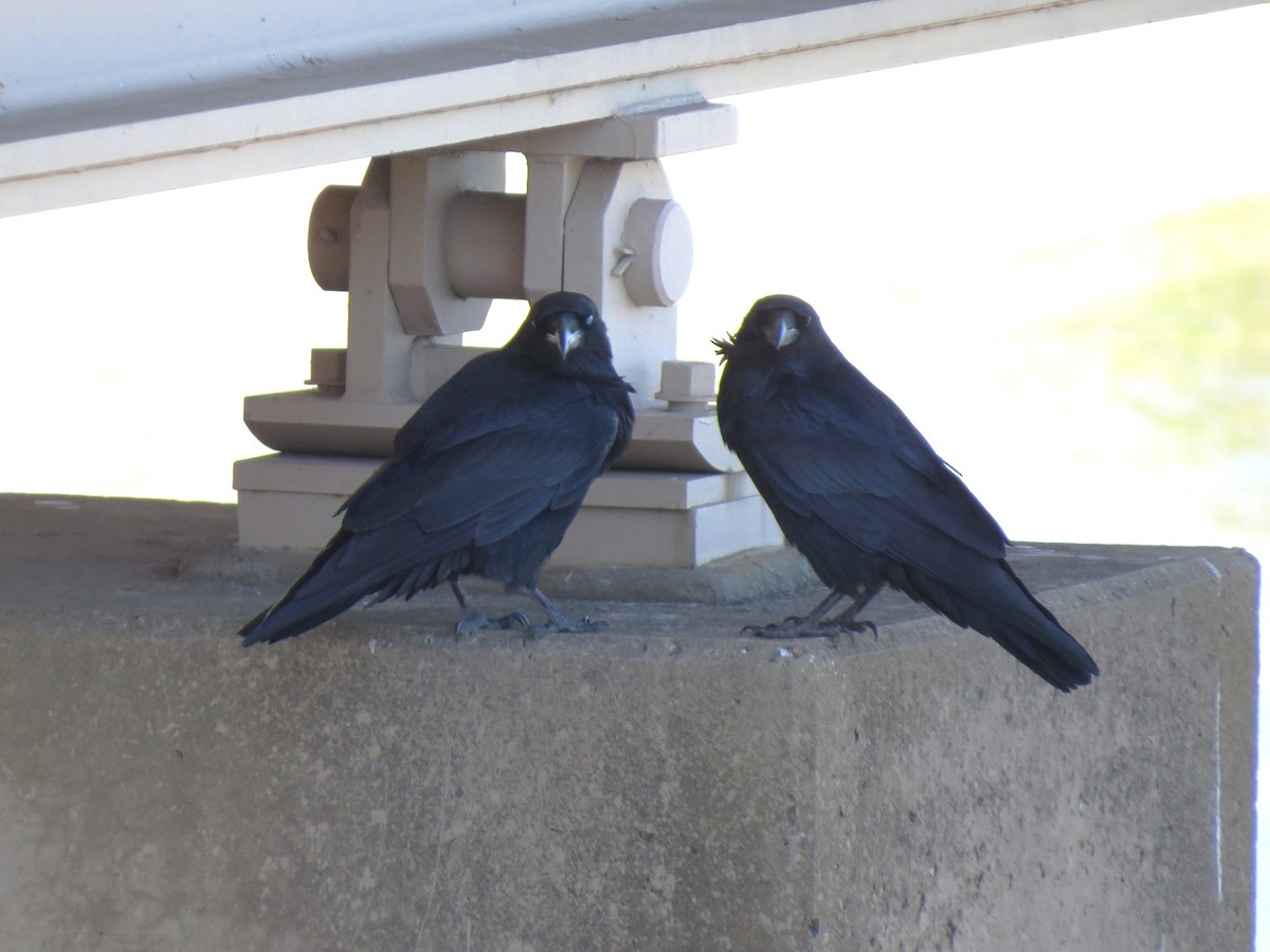 Corvo imperiale - ML645860263