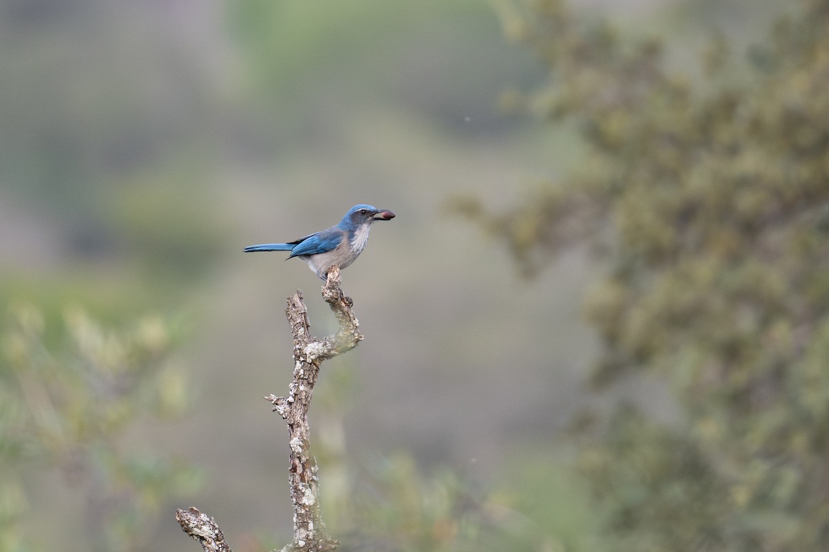 Woodhouse's Scrub-Jay - ML645860264