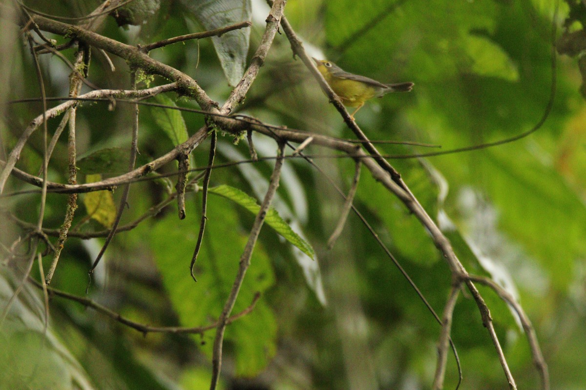 Paruline du Canada - ML645860269