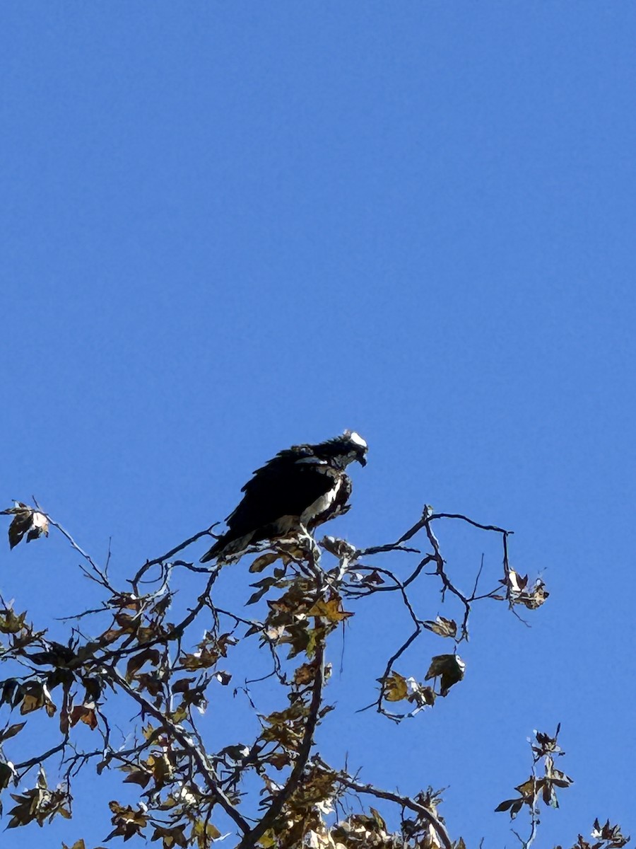 Osprey - ML645860270