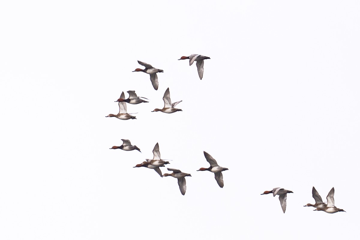 Redhead - ML645860276