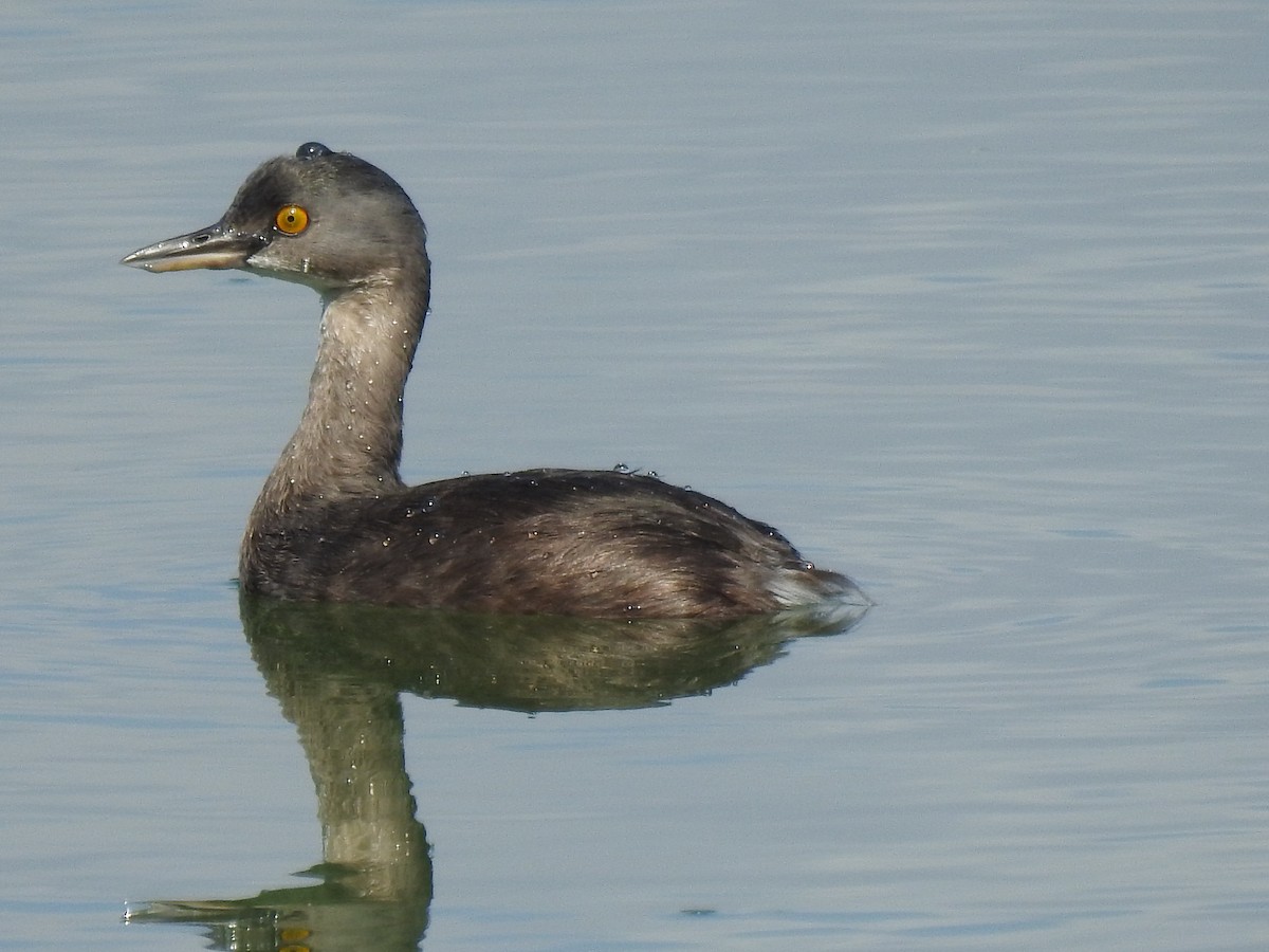 Least Grebe - ML645860277
