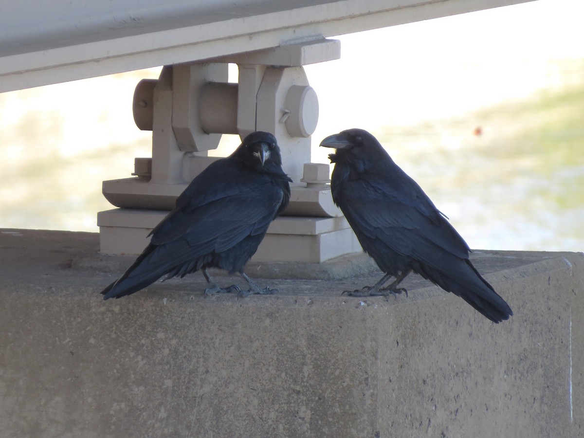 Corvo imperiale - ML645860278