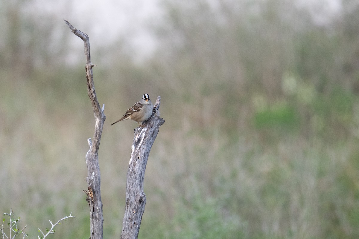 White-crowned Sparrow - ML645860284