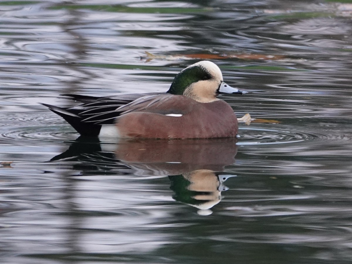 Свищ американський - ML645860286