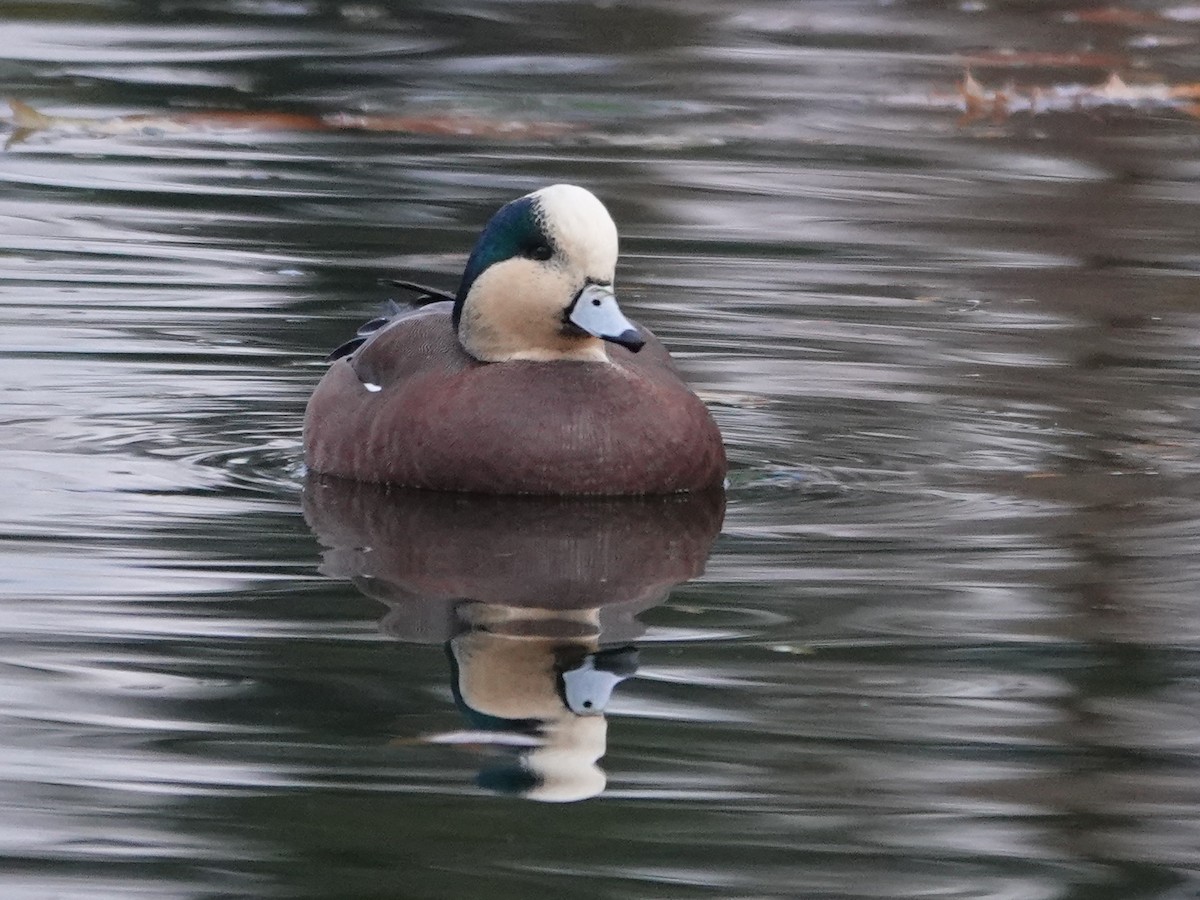 Свищ американський - ML645860287