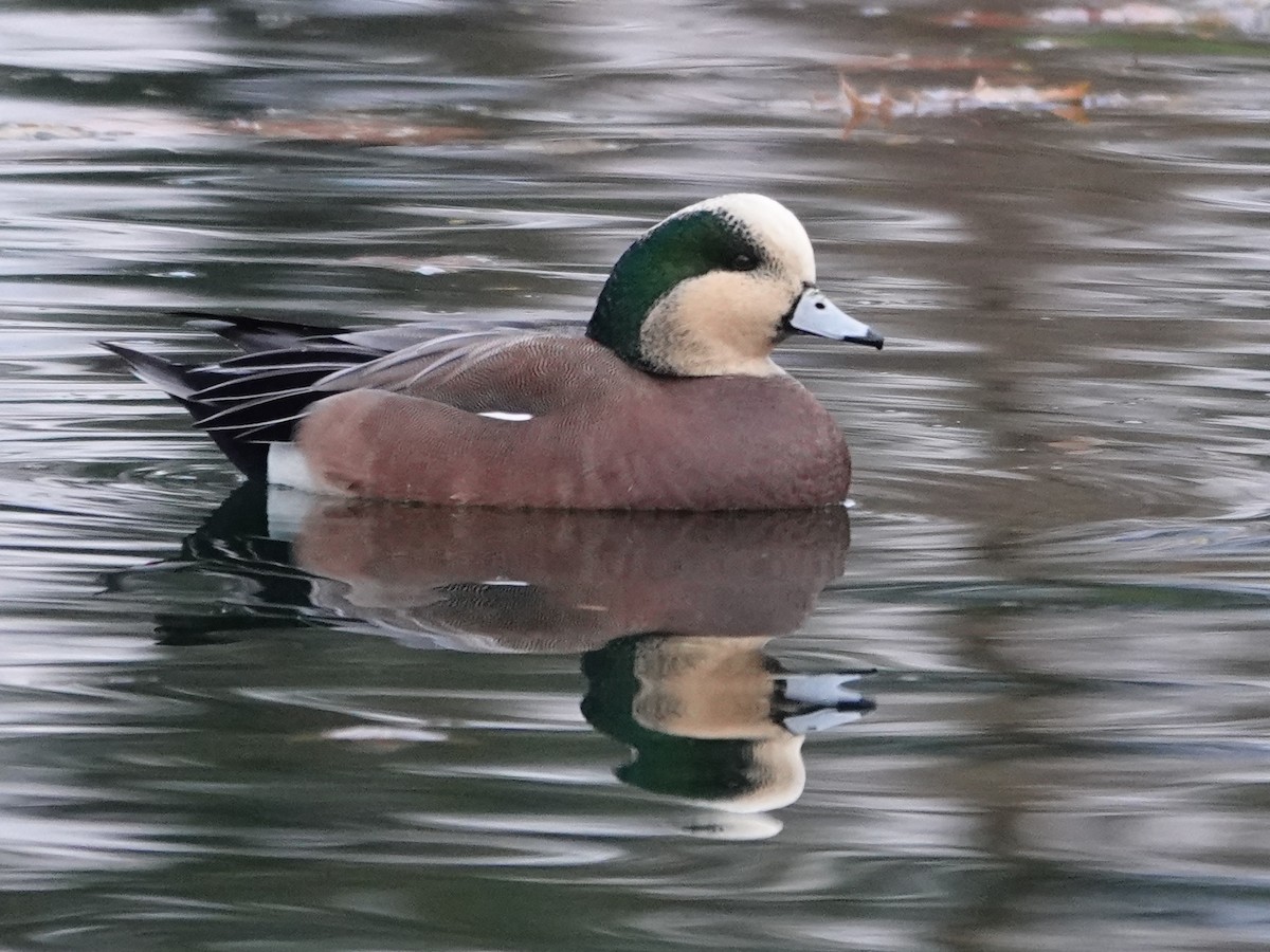 Свищ американський - ML645860288