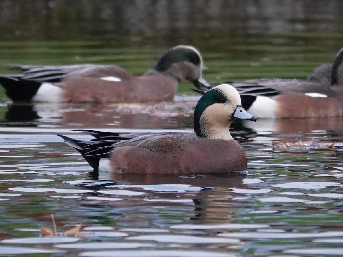 Свищ американський - ML645860289