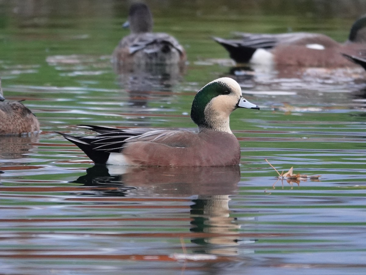 Свищ американський - ML645860290
