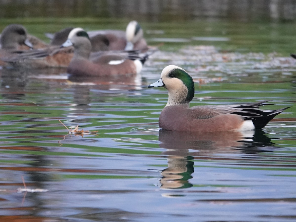 Свищ американський - ML645860291
