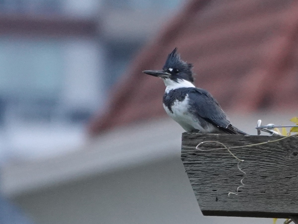שלדג אמריקני - ML645860300