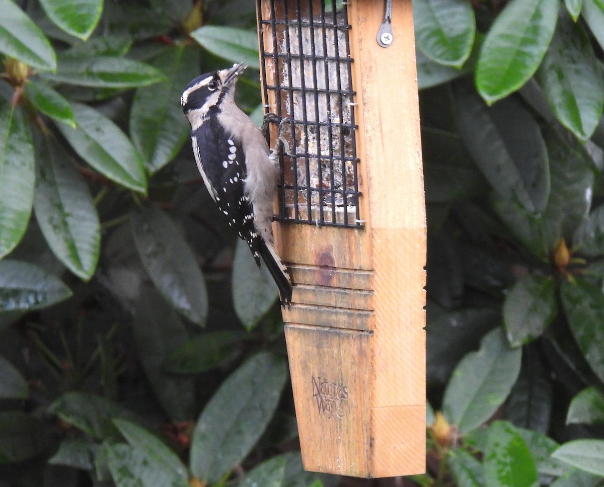 Downy Woodpecker (Pacific) - ML645860301