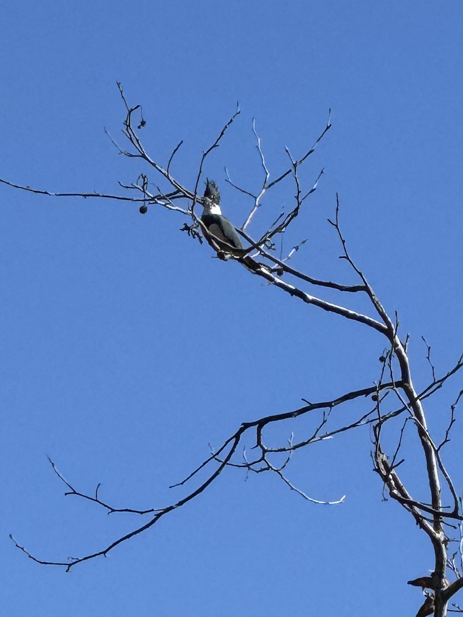 שלדג אמריקני - ML645860305