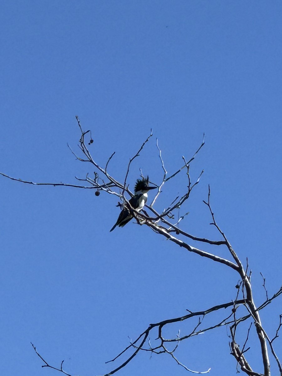 שלדג אמריקני - ML645860306