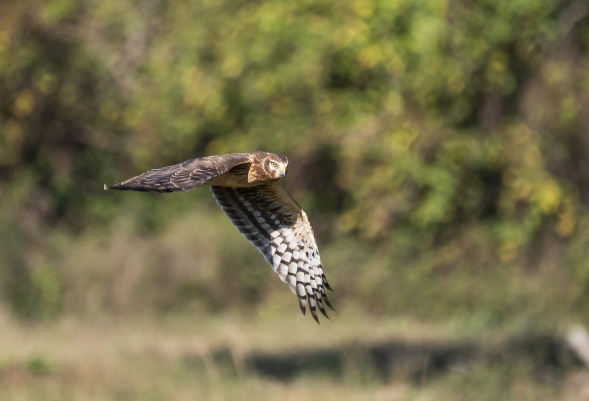 Northern Harrier - ML645860320