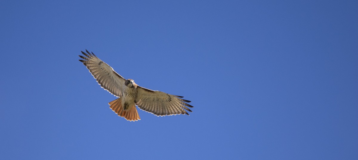 Red-tailed Hawk - ML645860322