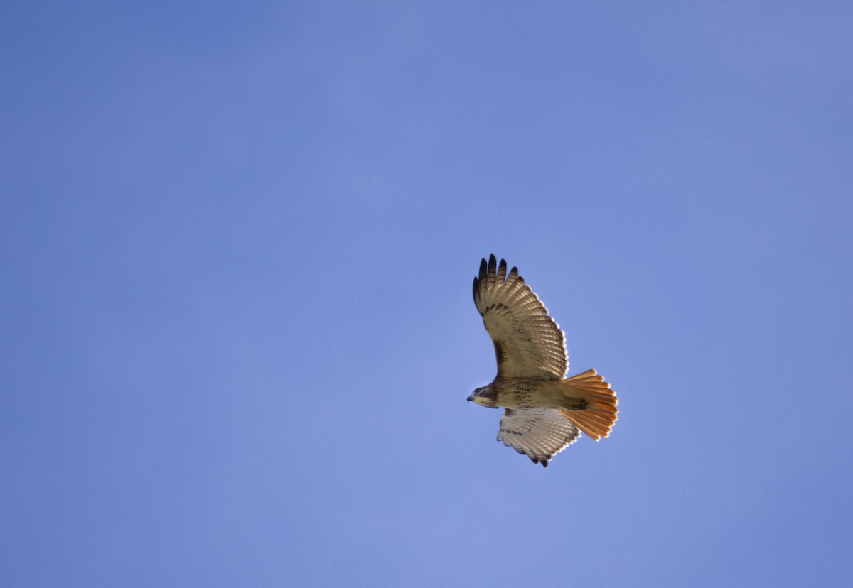 Red-tailed Hawk - ML645860323