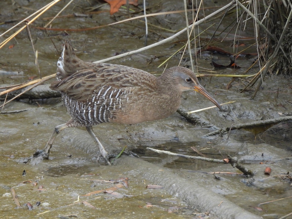 Clapper Rail - ML645860327