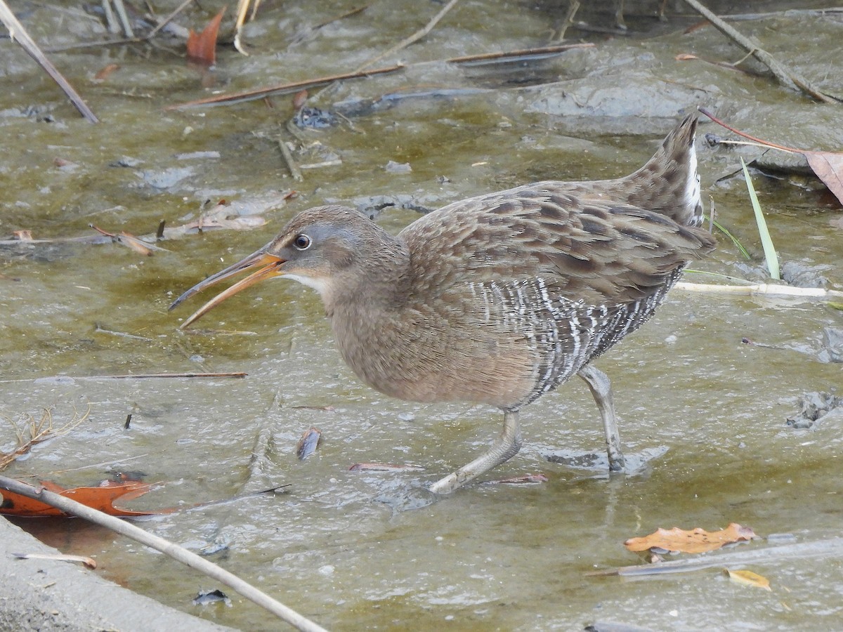 Clapper Rail - ML645860328