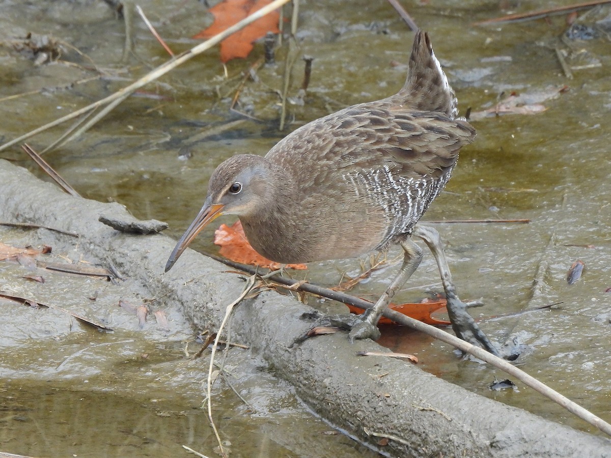Clapper Rail - ML645860329