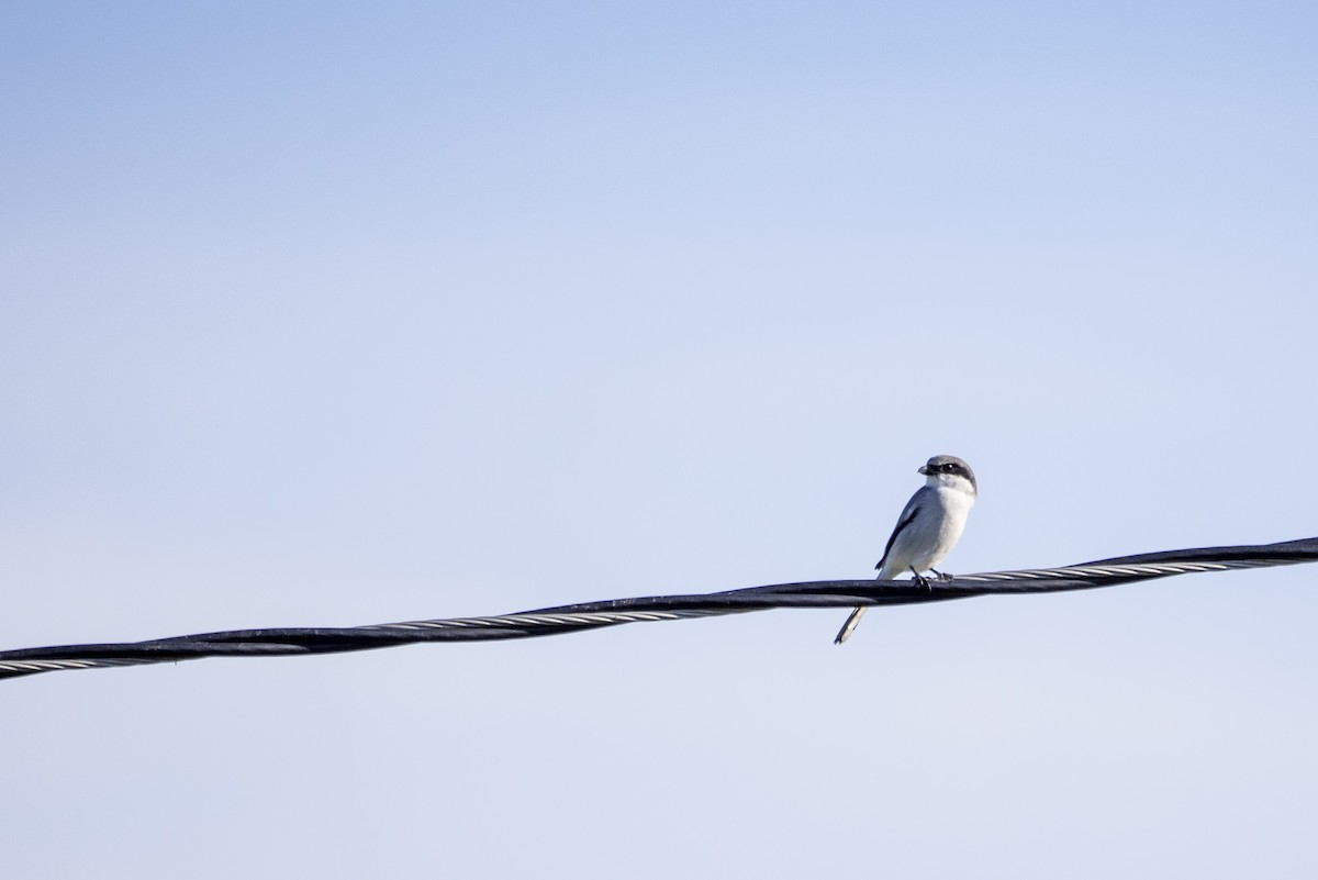 Loggerhead Shrike - ML645860348