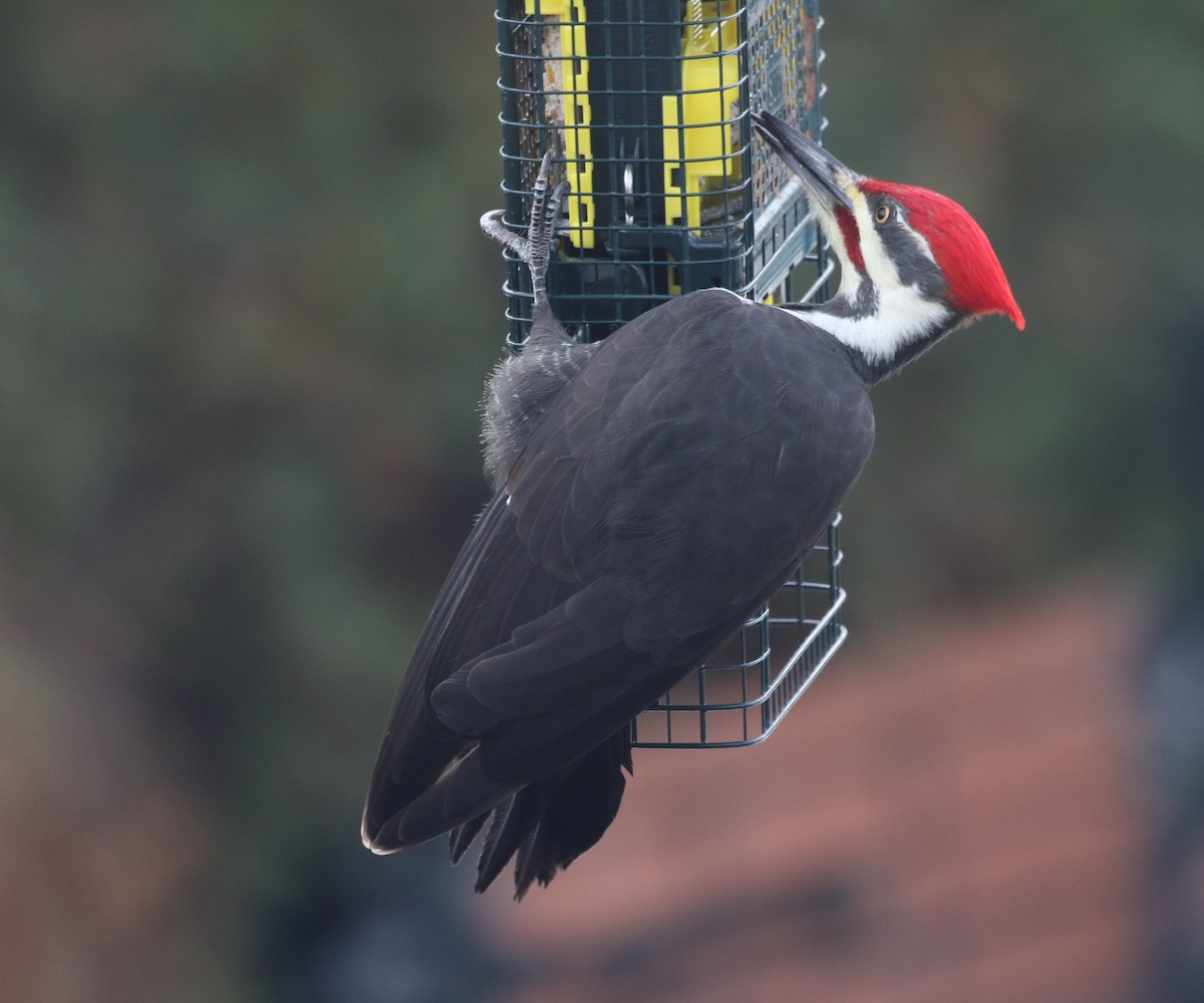 Жовна північна - ML645860352