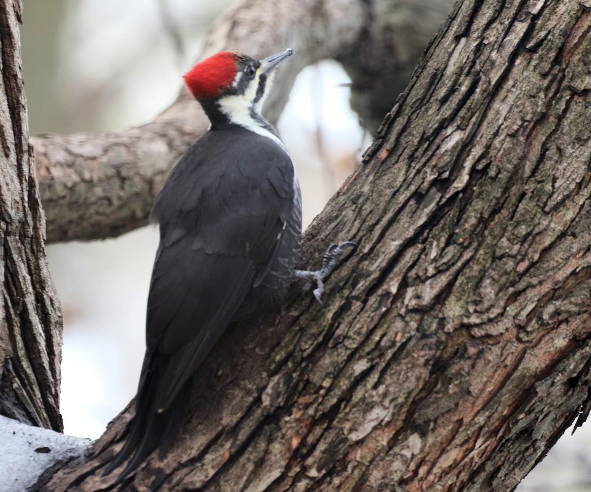 Жовна північна - ML645860354