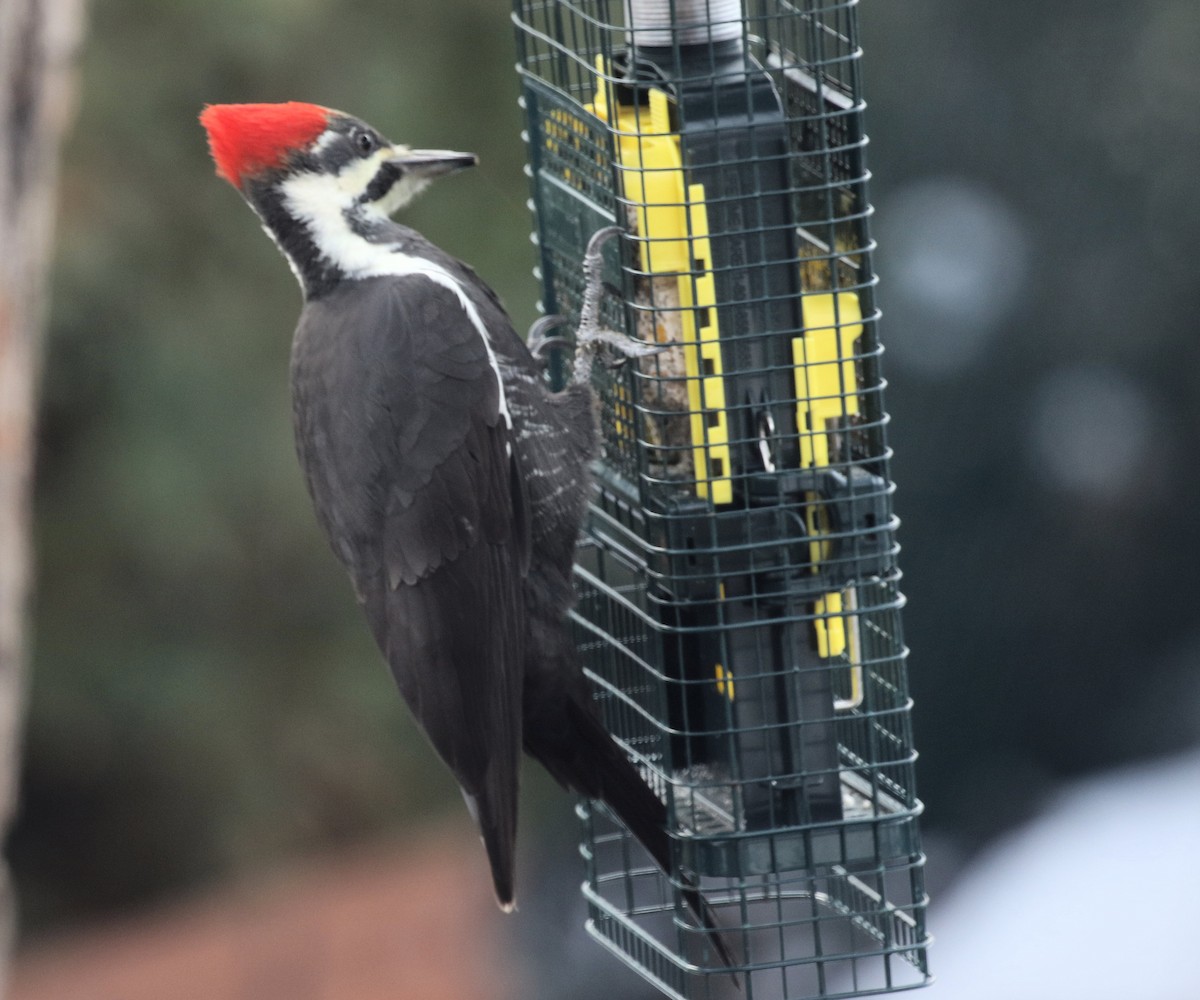 Жовна північна - ML645860355