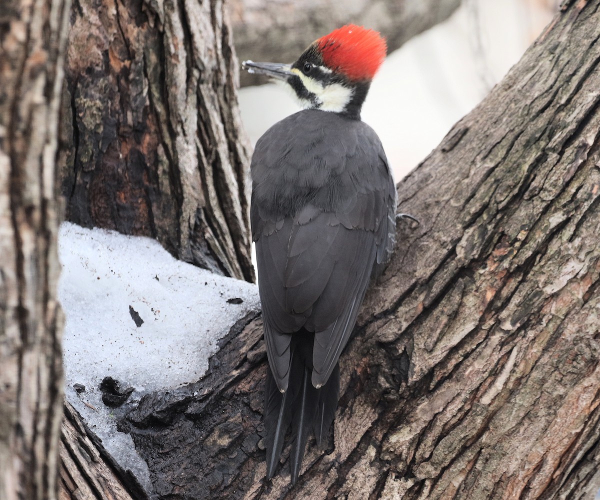 Жовна північна - ML645860356