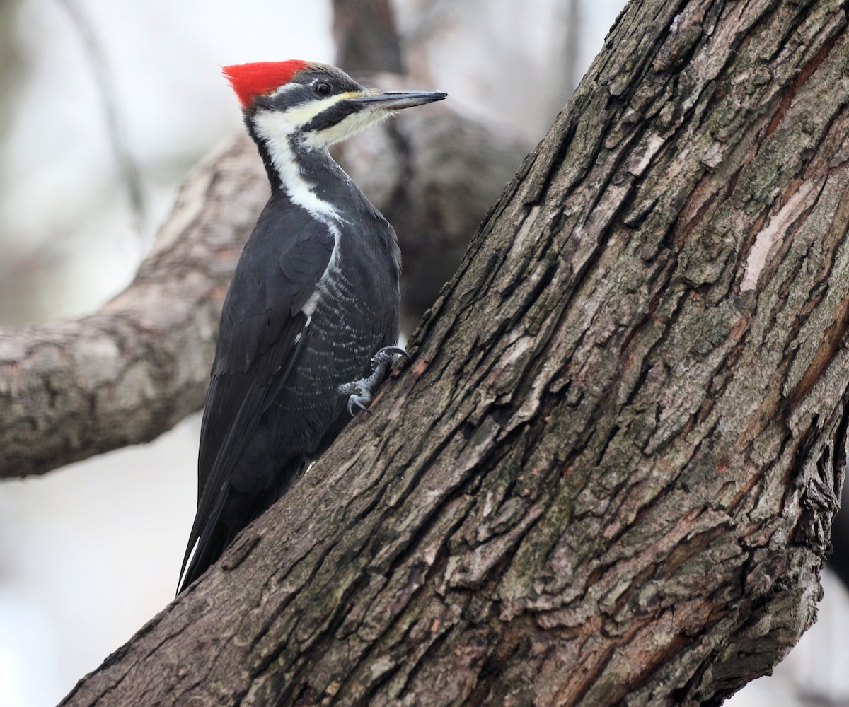 Жовна північна - ML645860357