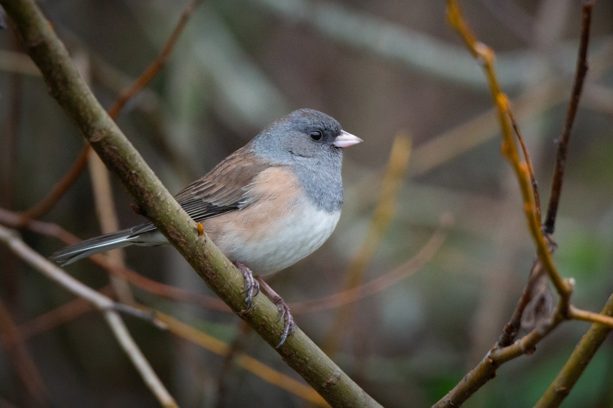 Dark-eyed Junco - ML645860358