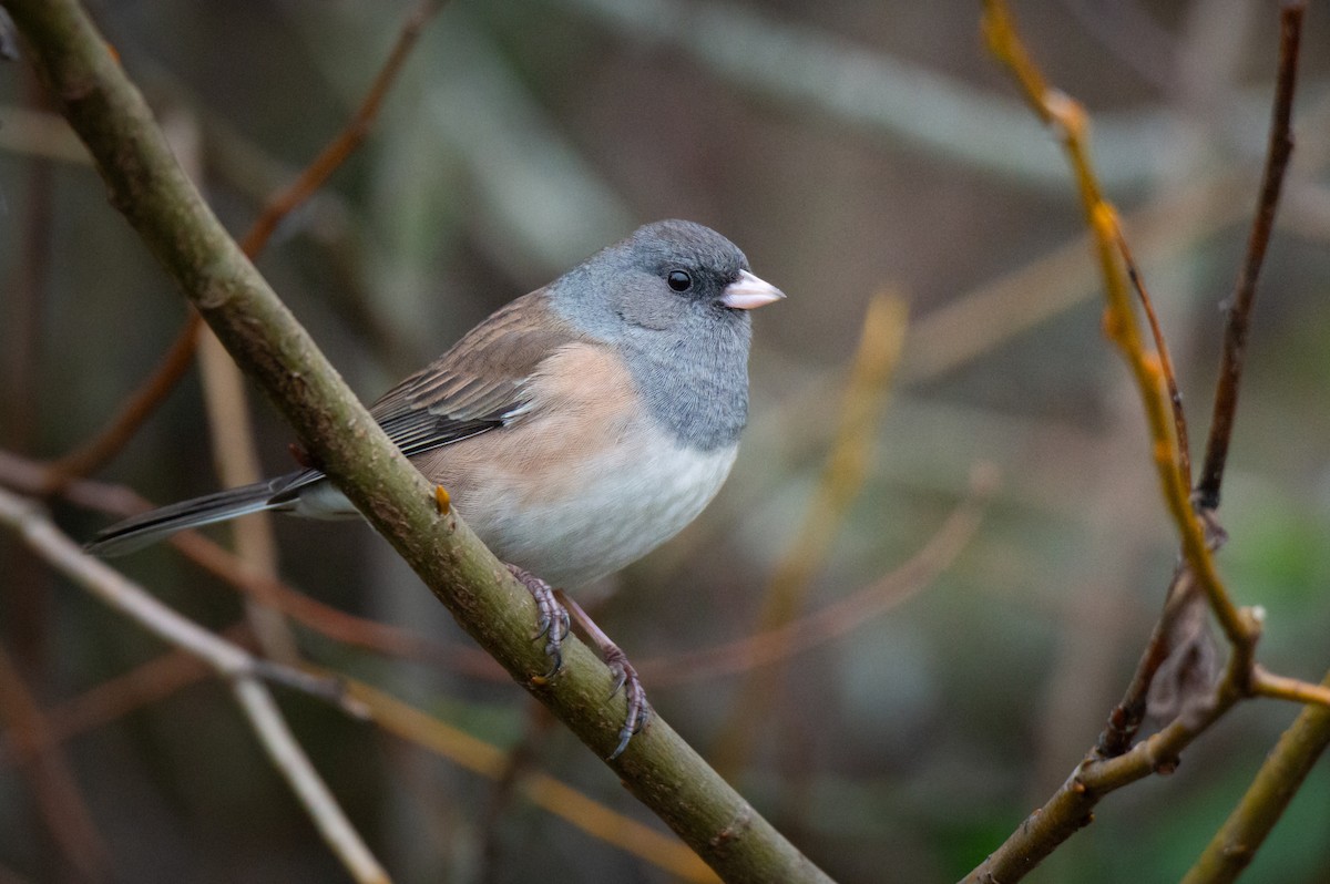 Dark-eyed Junco - ML645860359