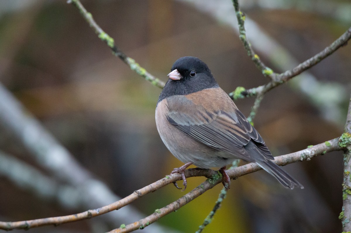 Dark-eyed Junco - ML645860360