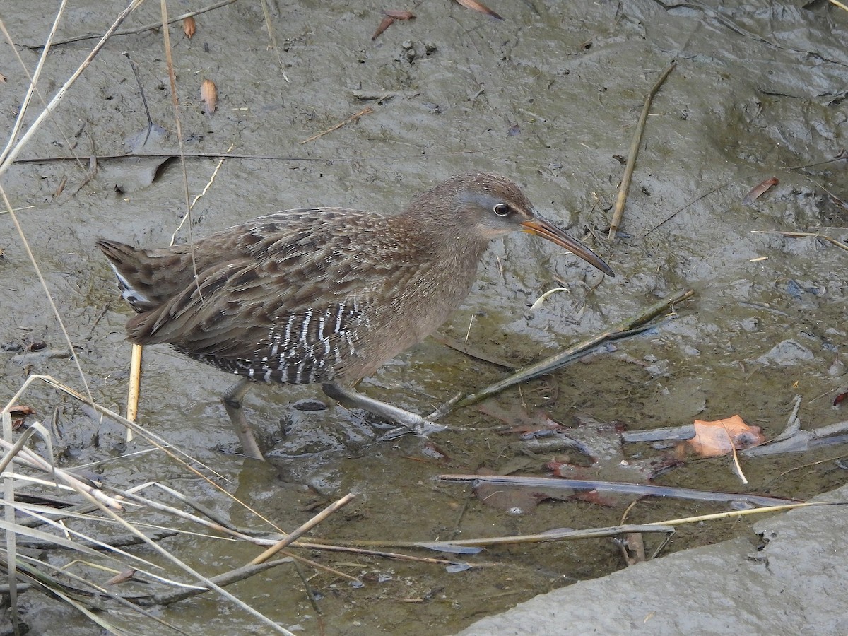 Clapper Rail - ML645860363