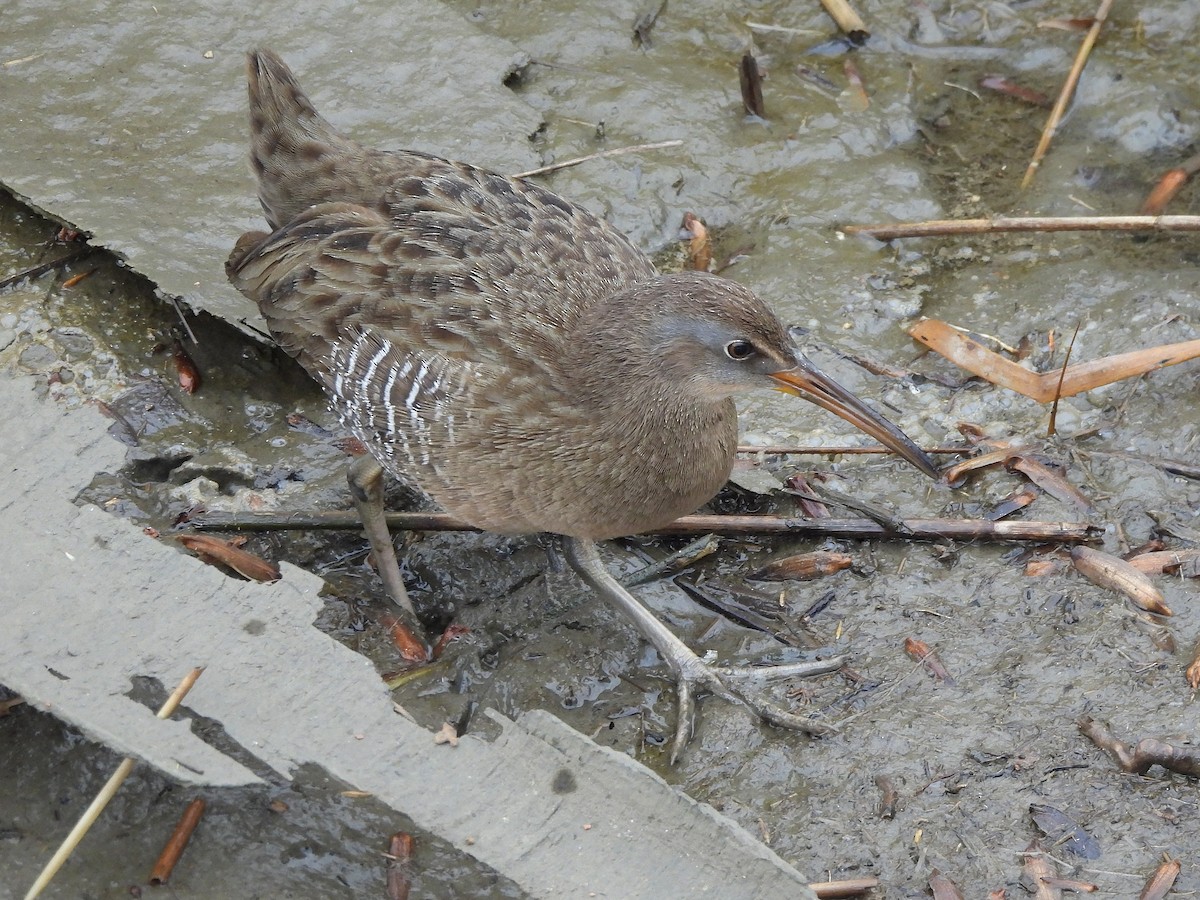 Clapper Rail - ML645860364