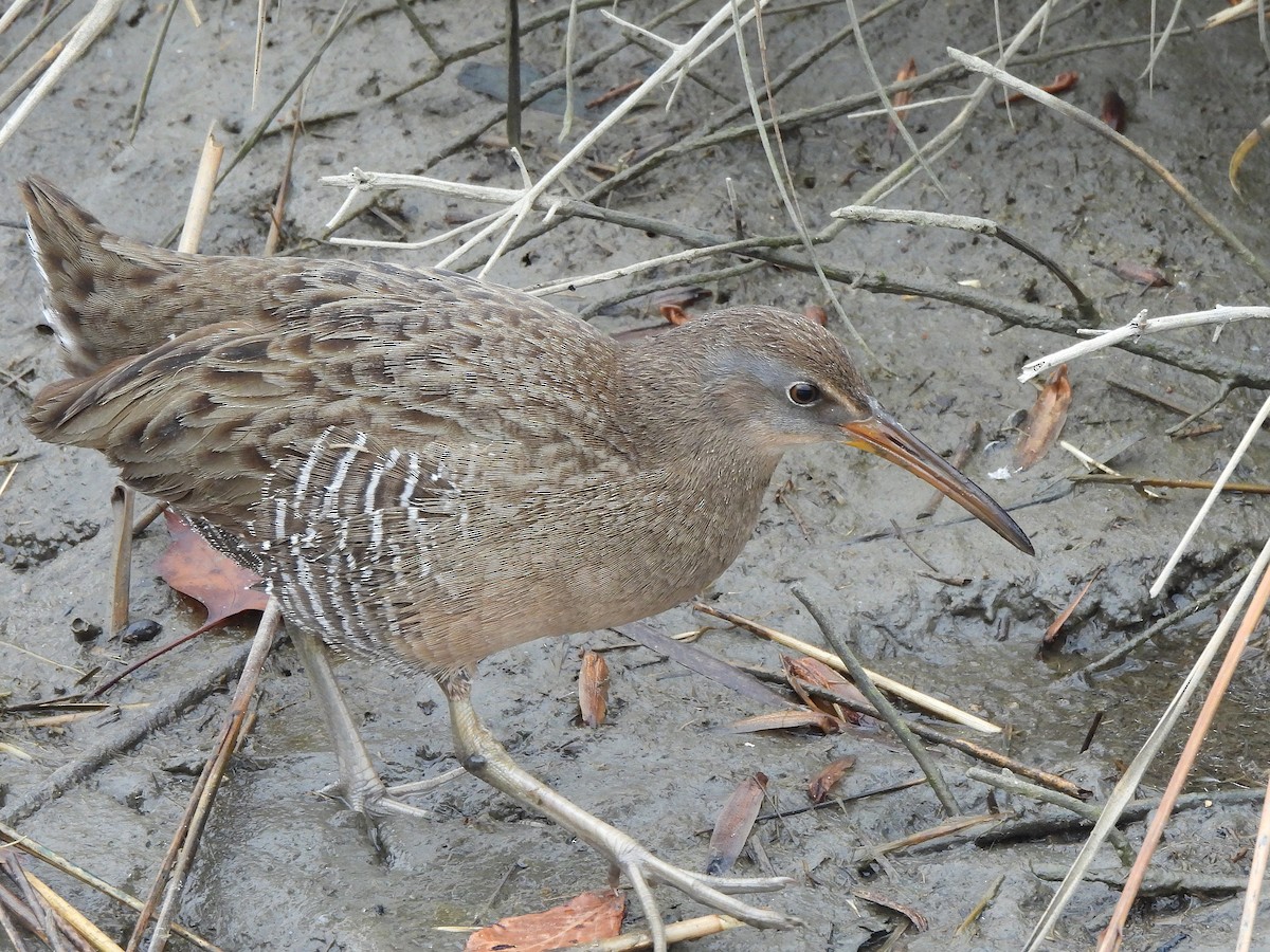 Clapper Rail - ML645860365