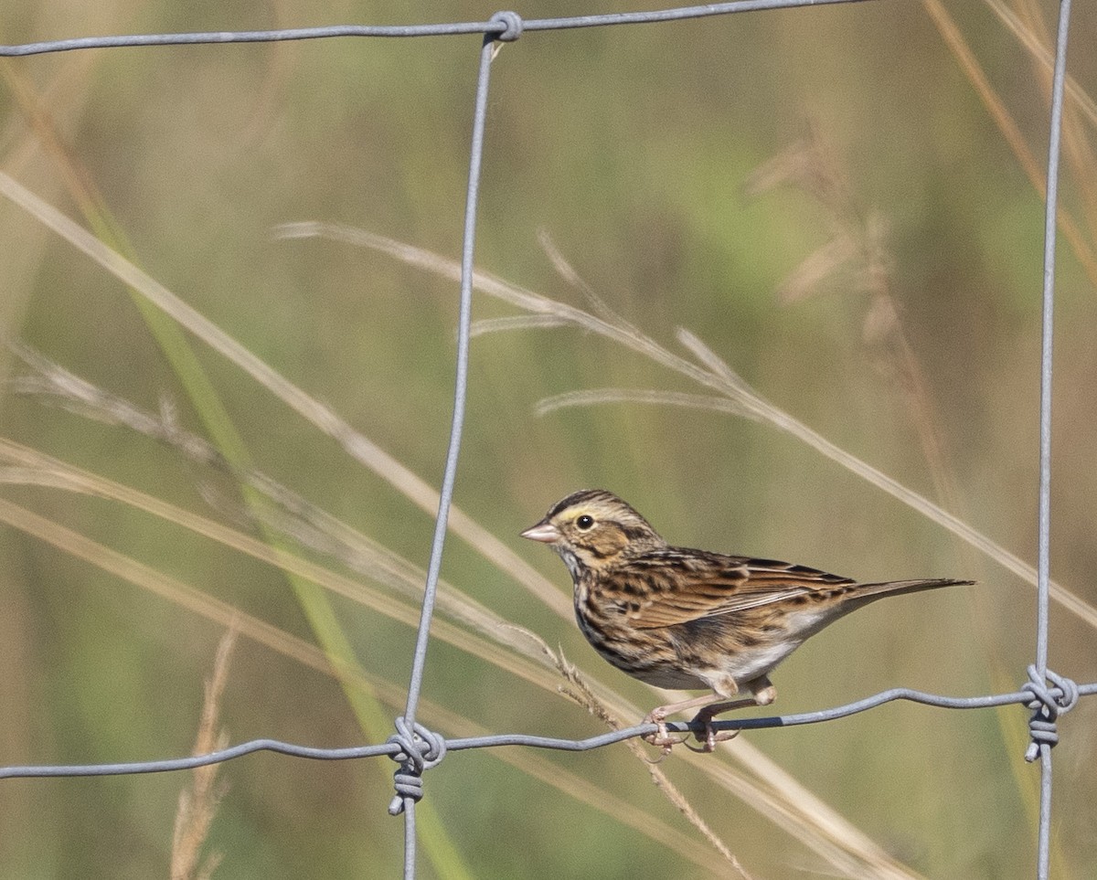 Savannah Sparrow - ML645860368