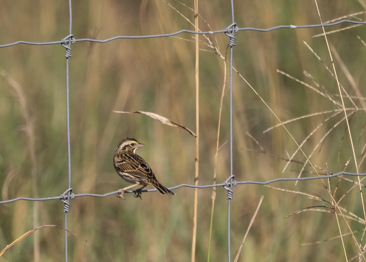 Savannah Sparrow - ML645860369