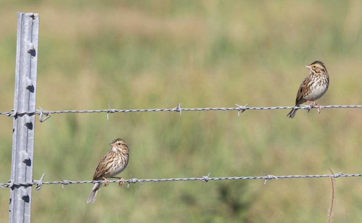Savannah Sparrow - ML645860370