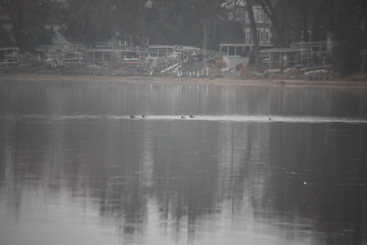Bufflehead - ML645860371