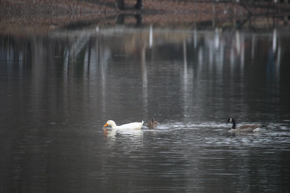 duck sp. - ML645860381