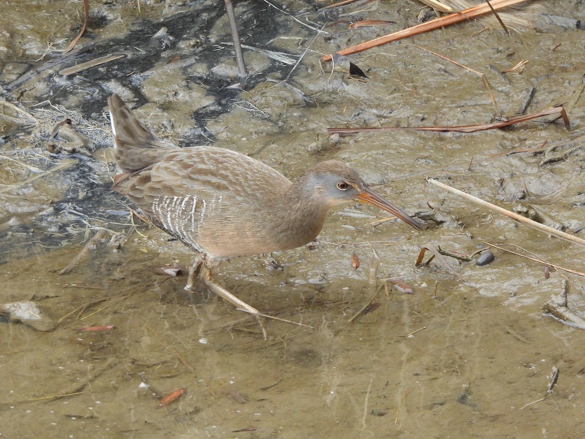 Clapper Rail - ML645860389