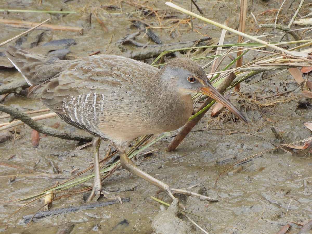 Clapper Rail - ML645860390
