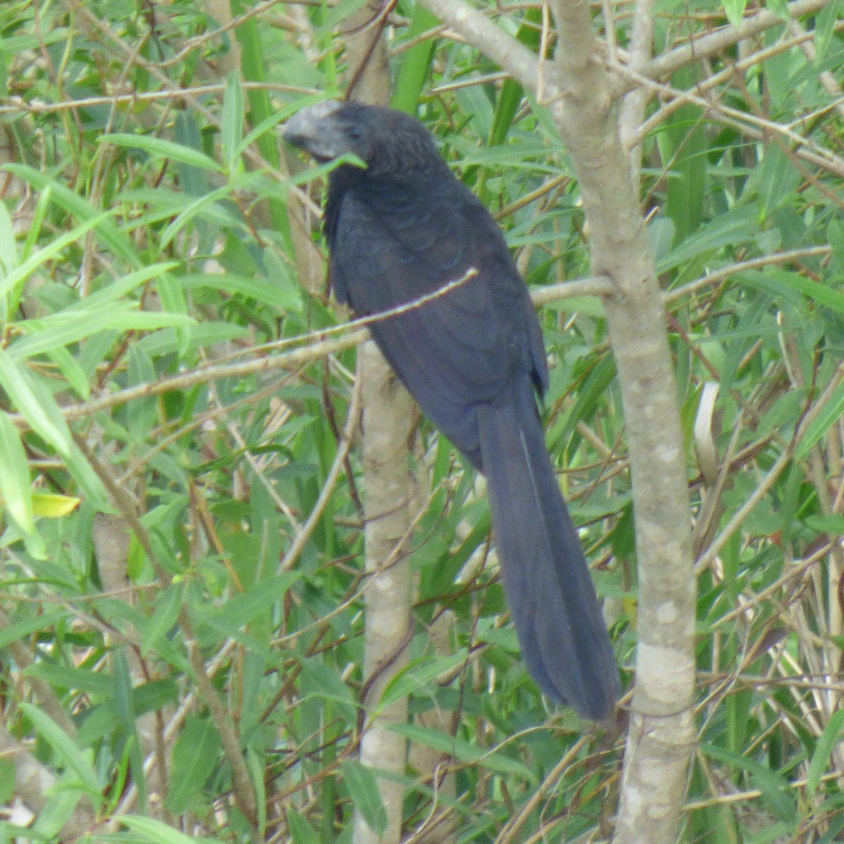 Smooth-billed Ani - ML645860393