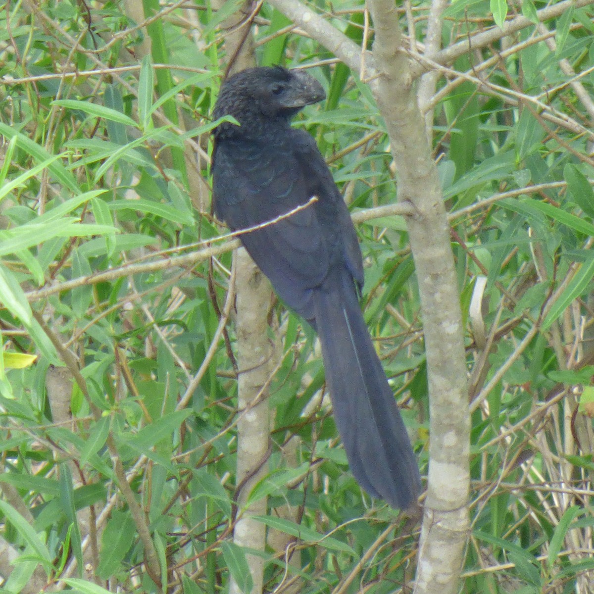 Smooth-billed Ani - ML645860394