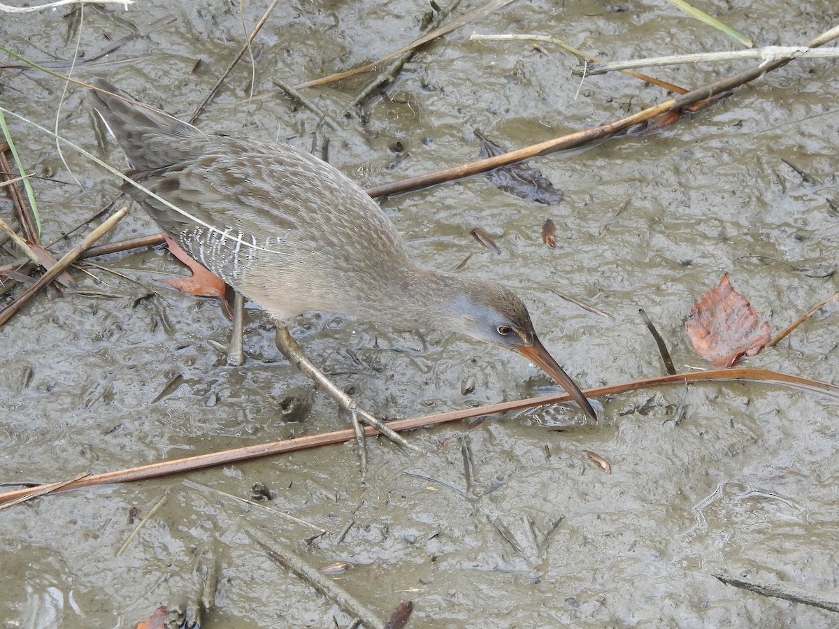 Clapper Rail - ML645860396