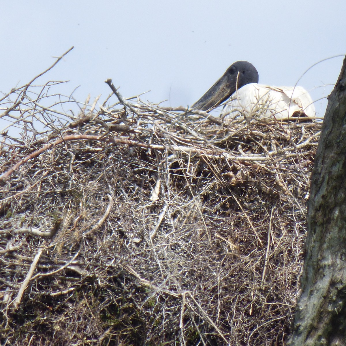 Jabiru - ML645860401